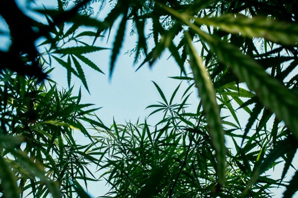 Töpfe vs. Boden: Was ist am besten für den Cannabisanbau im Freien?