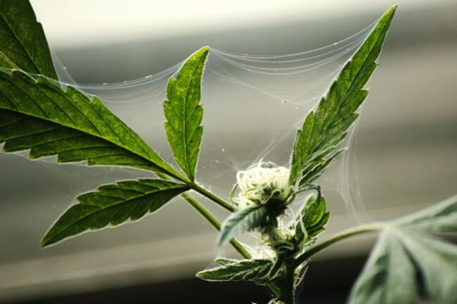 Wie man seine Cannabispflanzen im Freien vor Ungeziefer schützt