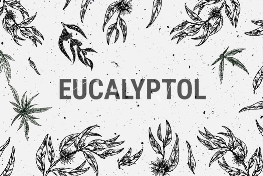 Cineol (Eucalyptol): Ein Terpen mit starkem medizinischem Potential