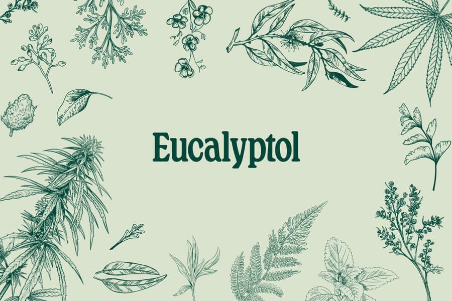 Cineol (Eucalyptol): Ein Terpen mit starkem medizinischem Potential