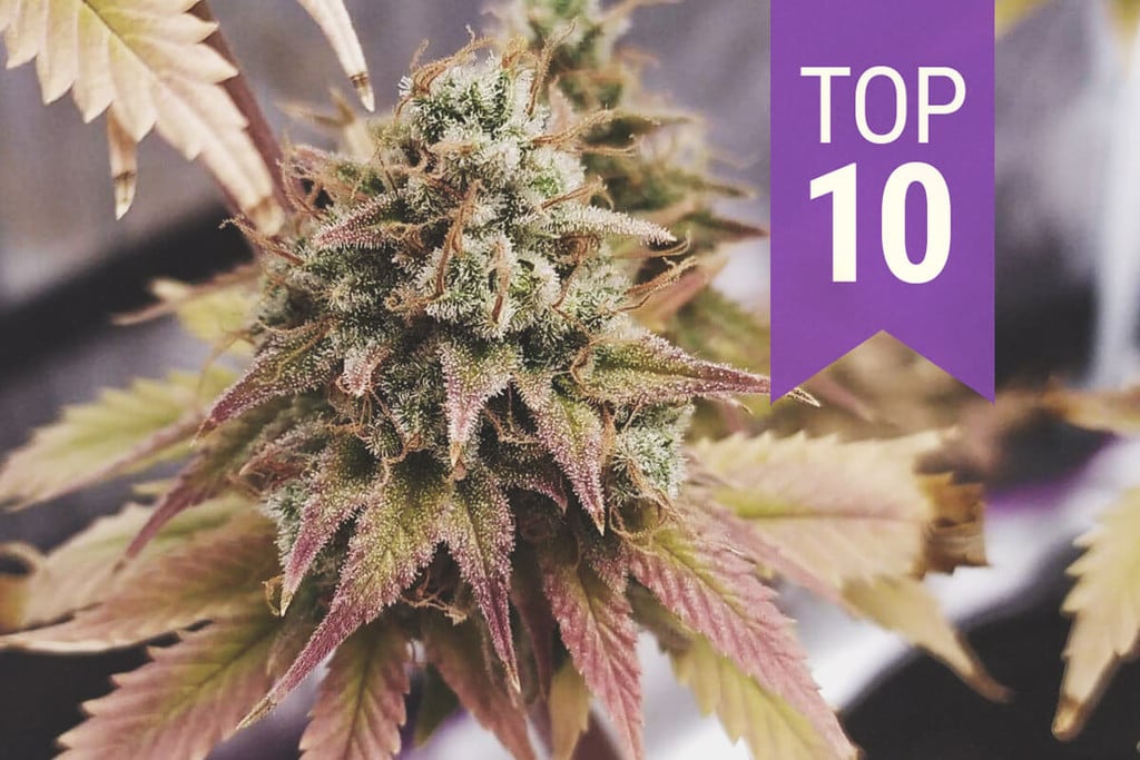 Top 10 THC-reiche Sorten 2025