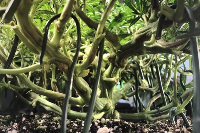 Cannabis-Supercropping: Wie, wann und warum?