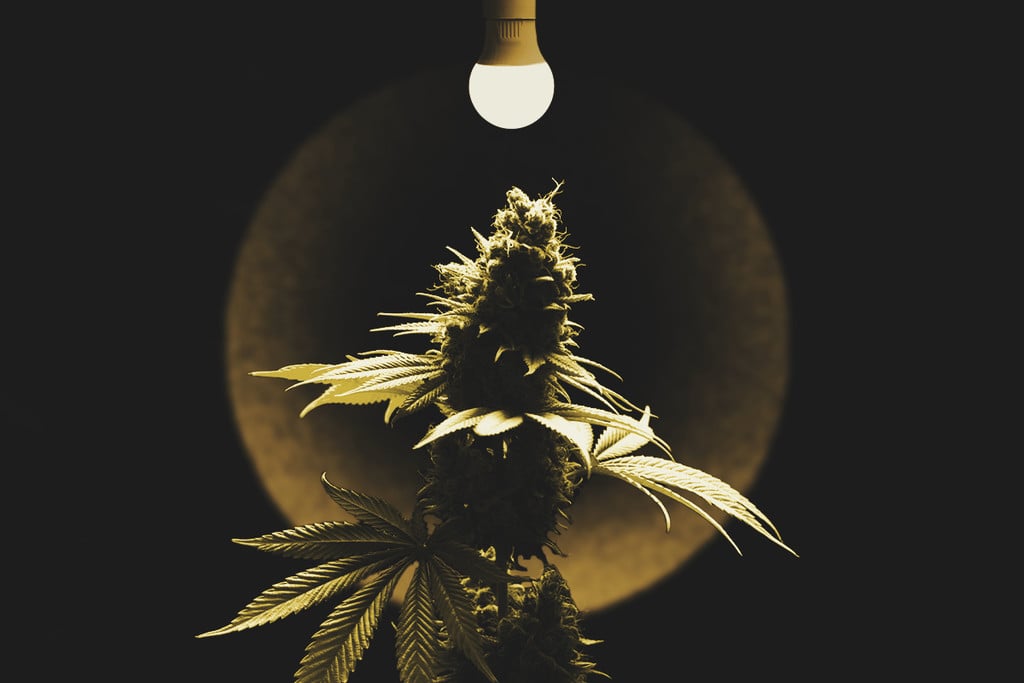 So entdeckst und behandelst Du Lichtverbrennung bei Cannabispflanzen