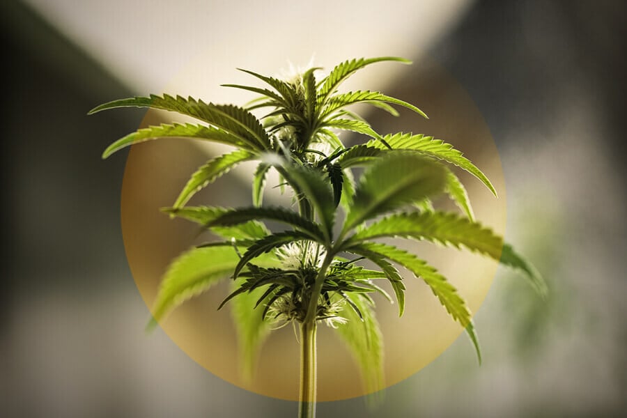 So erkennt und behandelt man Lichtbrand bei Cannabispflanzen