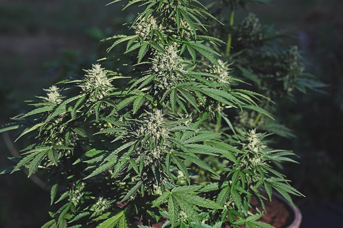 Lerne, wie man Autoflowers anbaut: Ein Woche-für-Woche-Leitfaden