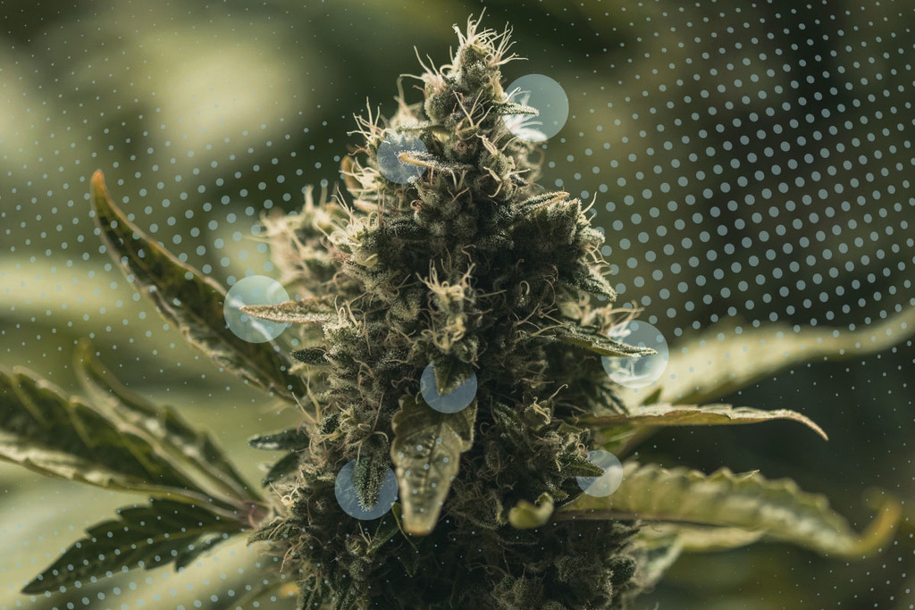 Cannabis-Zuckerblätter: Was sie sind und wie man sie verwendet