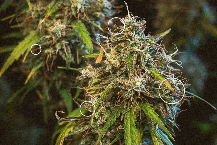 Wann man Cannabispflanzen ernten sollte
