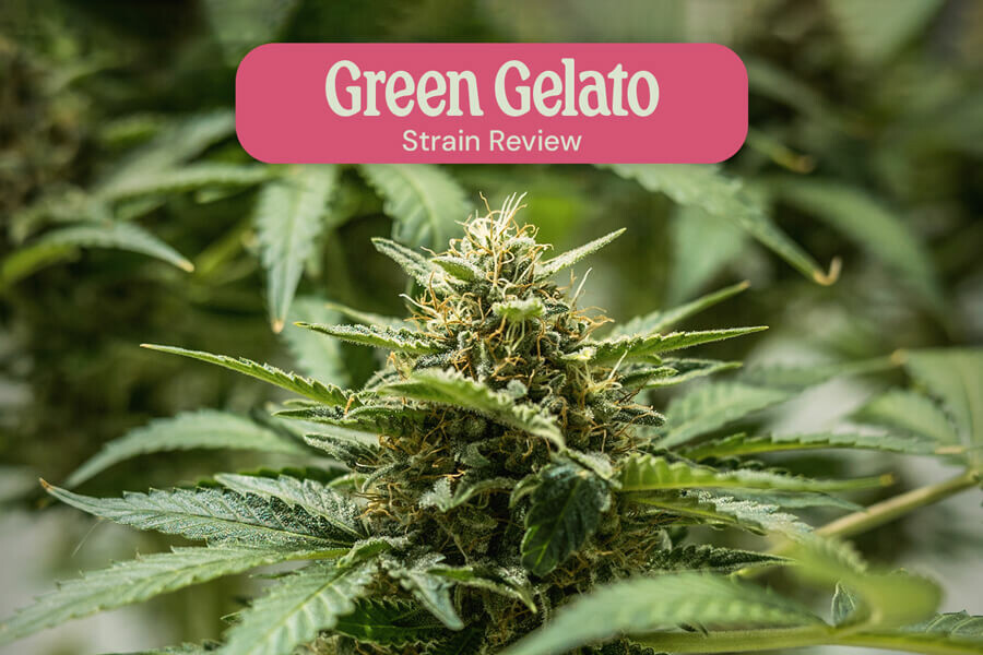 Green Gelato von Royal Queen Seeds