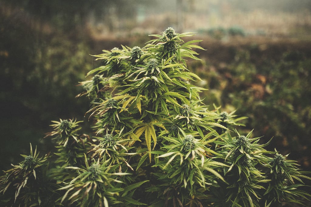 Was ist photoperiodisches Cannabis und wie baut man es im Freien an?