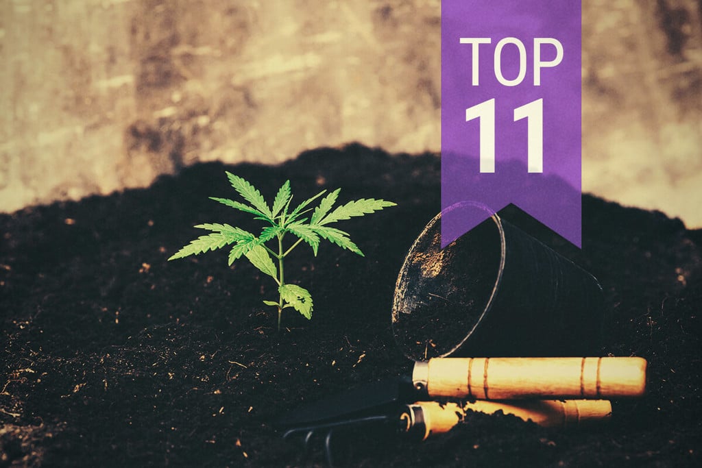 Die Top 11 Fehler, die man beim Anbau von Cannabis vermeiden sollte