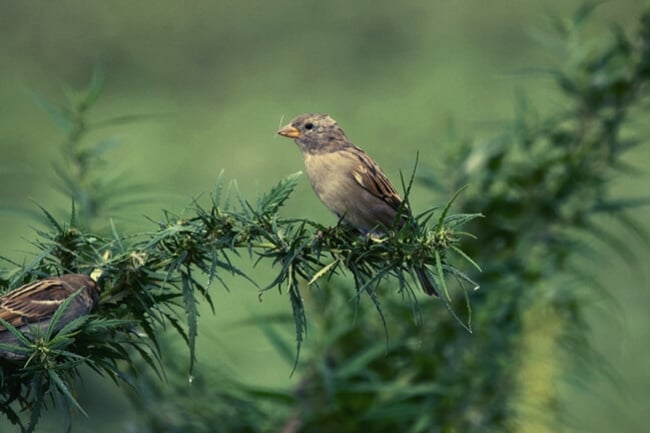 Vögel und Cannabis: Symptome und Lösungen