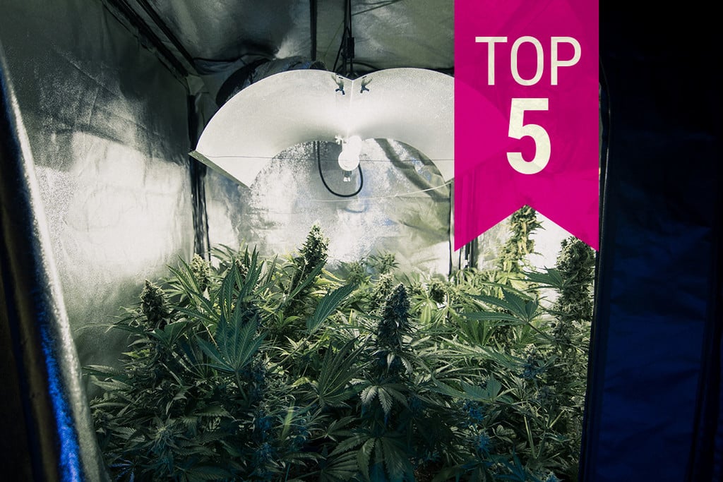 Die 5 besten geruchsarmen Cannabissorten für verstecktes Anbauen 2025