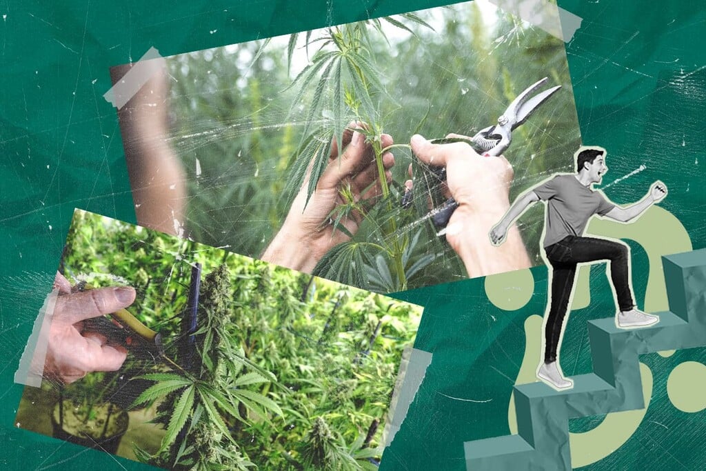 Cannabis pfropfen: Mehrere Sorten auf einer Pflanze anbauen