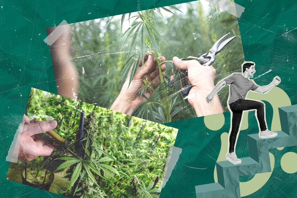 Cannabis pfropfen: Mehrere Sorten auf einer Pflanze anbauen