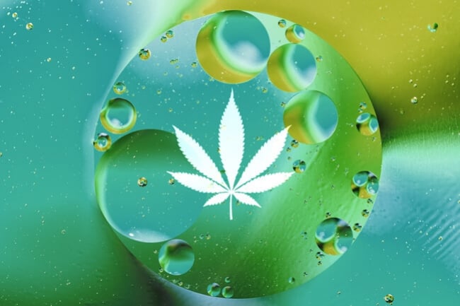 Gelöster Sauerstoff: Wesentlich für gut gedeihende hydroponisch angebaute Cannabispflanzen
