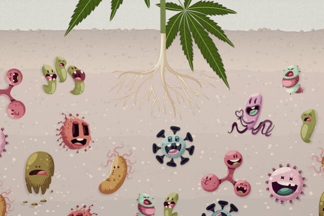 Warum Bodenmikroben für Deinen Cannabis-Garten lebensnotwendig sind