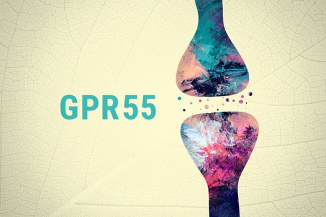 Ist GPR55 der dritte Cannabinoid-Rezeptor?