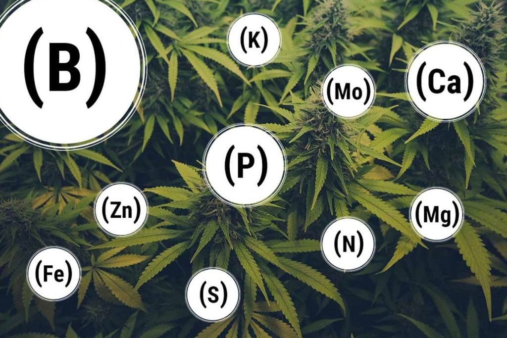 Wie man Nährstoffmängel bei Cannabis verhindert und behebt