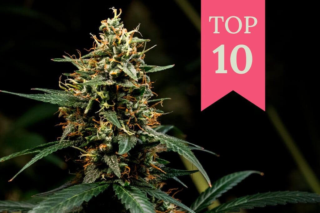 Top 10 Kush-Cannabissorten