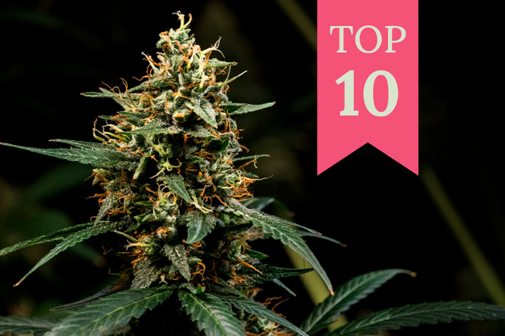 Top 10 Kush-Cannabissorten