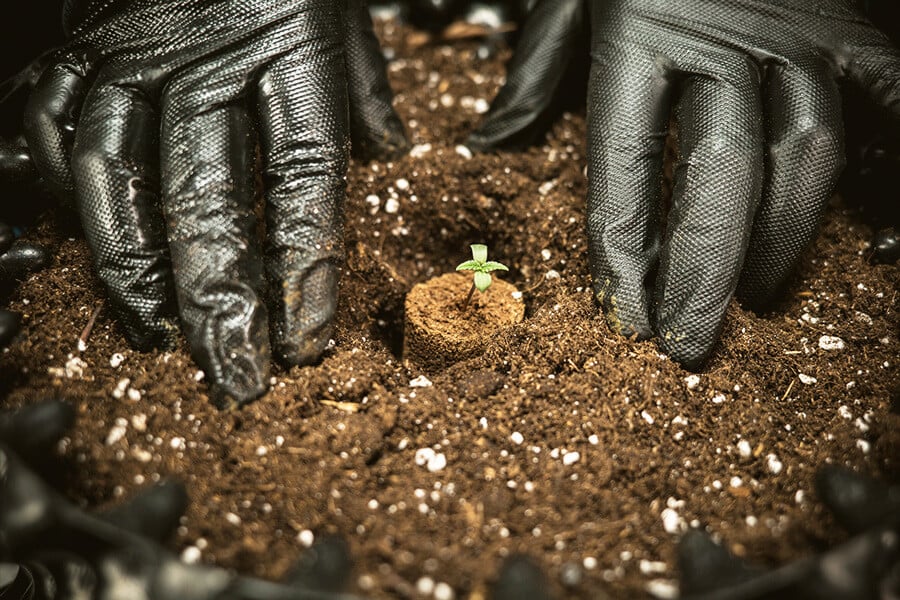 Die beste Erde für den Anbau von autoflowering Cannabis