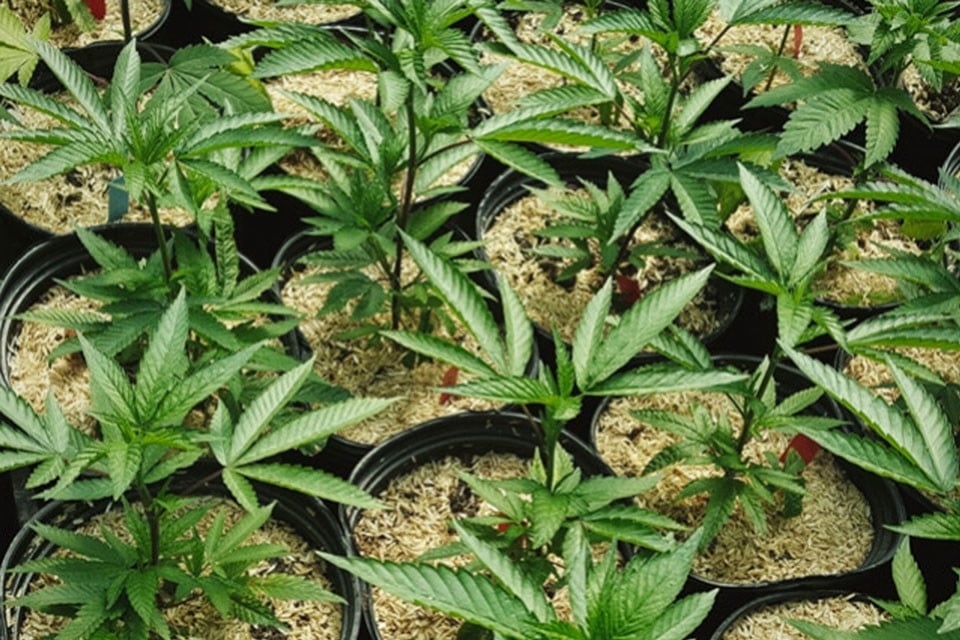 Wie Cannabispflanzen von Mulch profitieren können