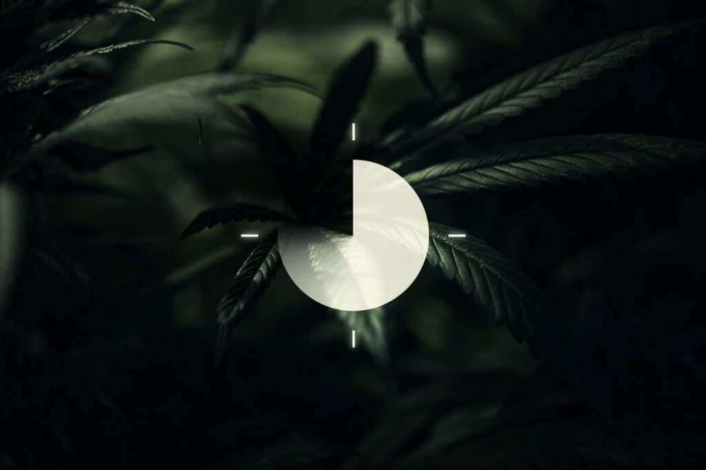 Die Bedeutung des Dunkelzyklus beim Cannabisanbau