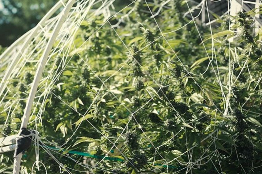 Die Kunst des Cannabis-Spalierbaus