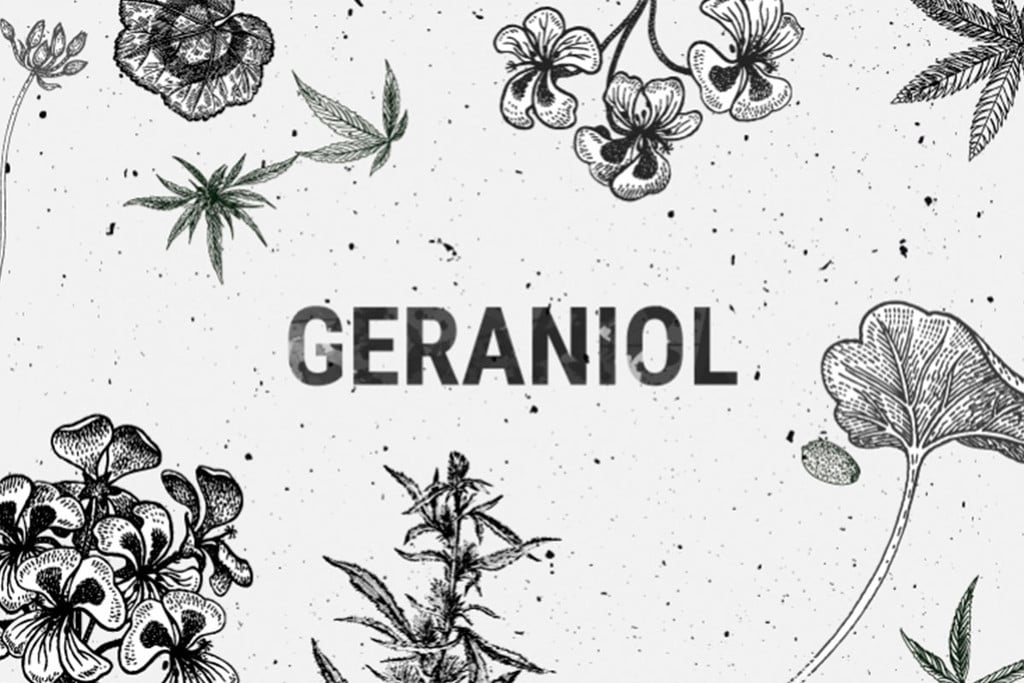 Geraniol: Ein faszinierendes Cannabisterpen