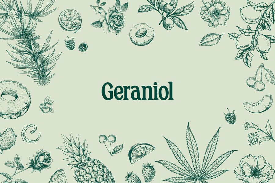 Geraniol: Ein süßes, blumiges Terpen mit reichlich Potenzial