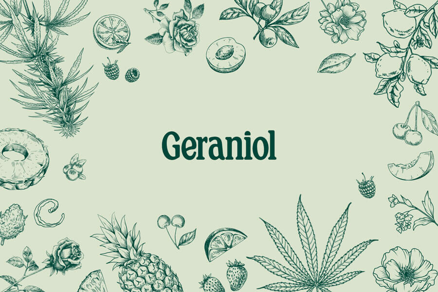 Geraniol: Ein süßes, blumiges Terpen mit reichlich Potenzial