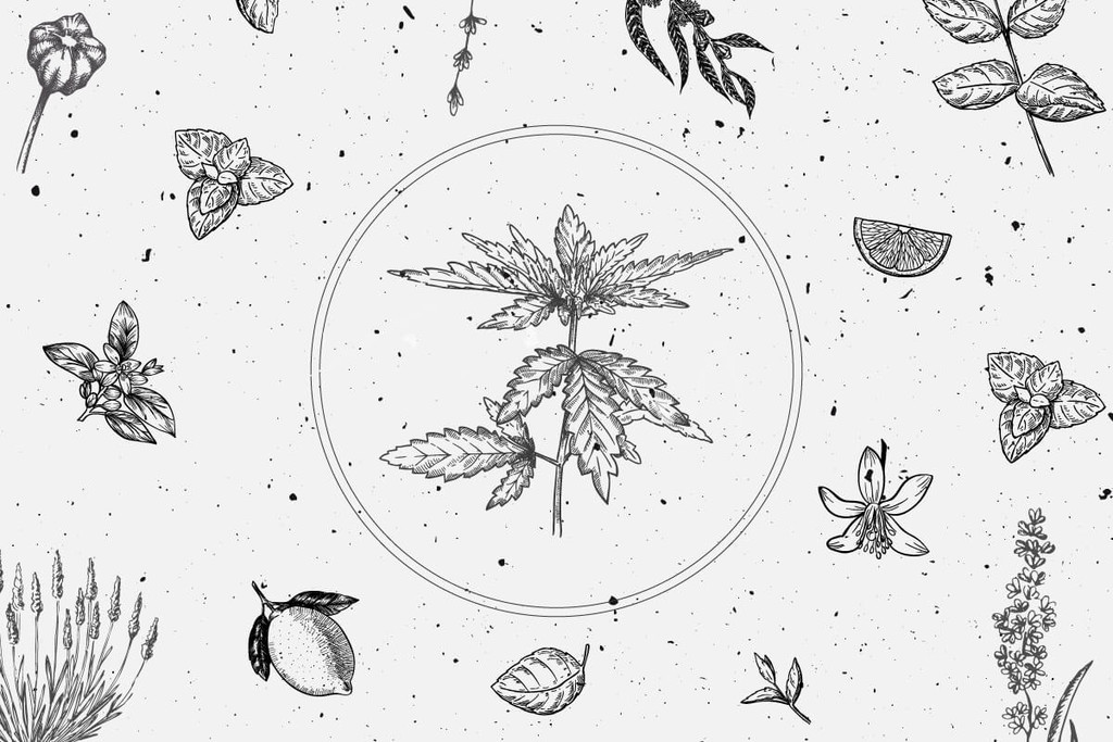 Methoden der Terpenisolierung und -extraktion: Ein umfassender Leitfaden