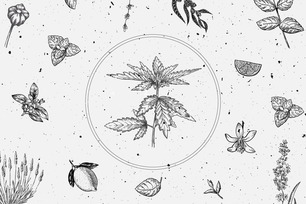 Methoden der Terpenisolierung und -extraktion: Ein umfassender Leitfaden