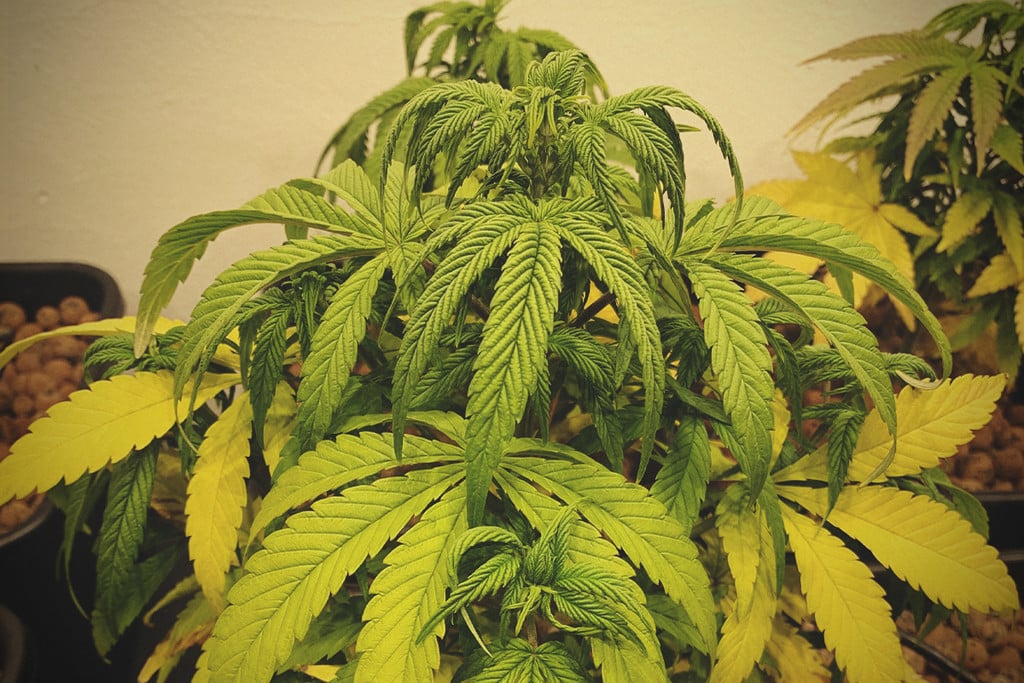 Wie man eine kranke Cannabispflanze wiederbelebt