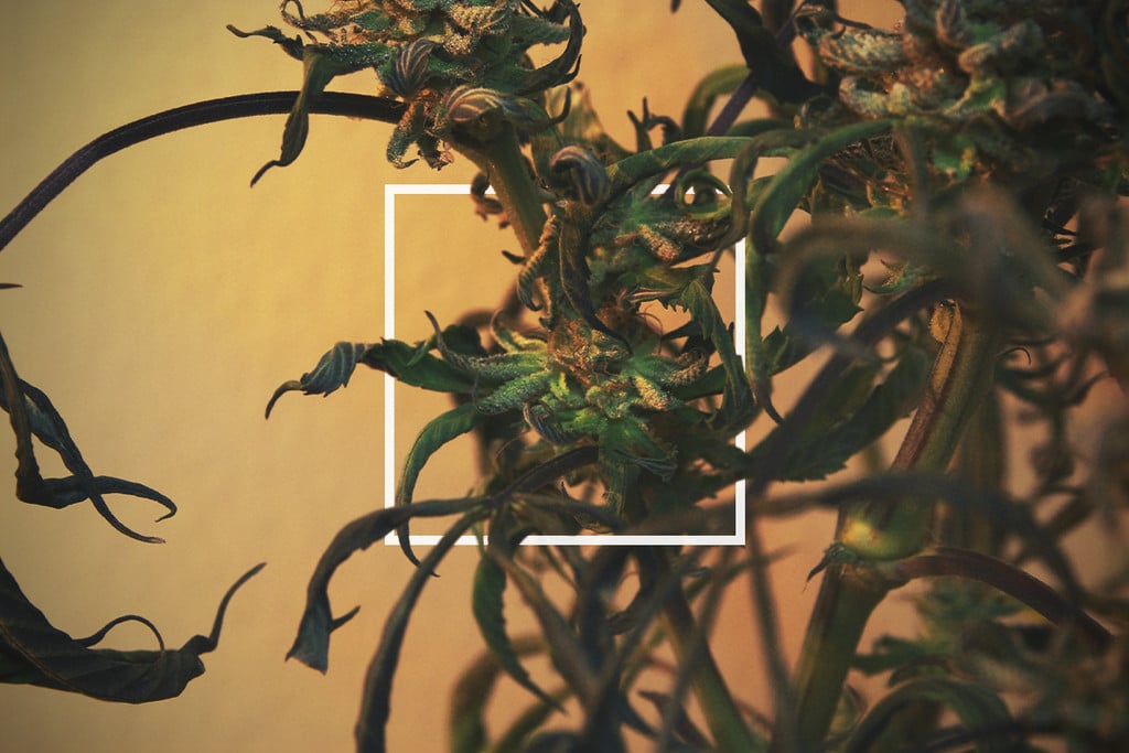 Was bewirkt sich einrollende Cannabisblätter und wie behandelt man sie?
