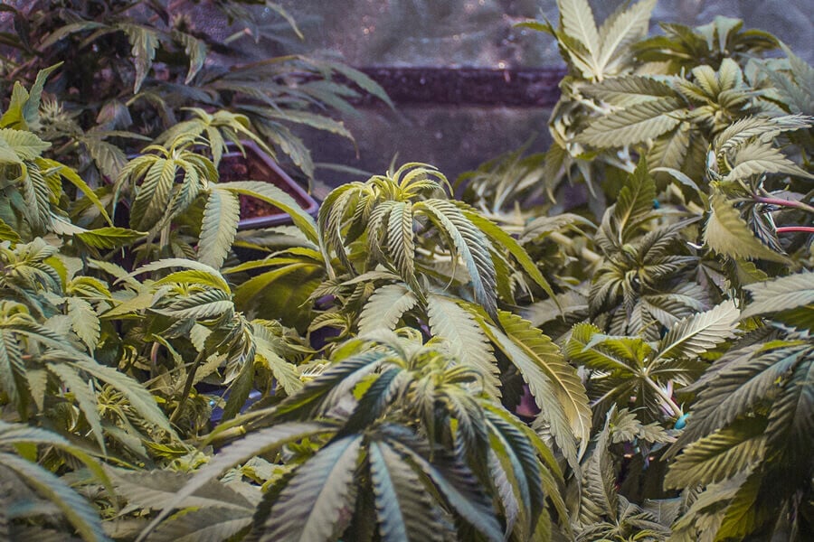 Warum kräuseln sich Cannabisblätter? Häufige Ursachen und Lösungen