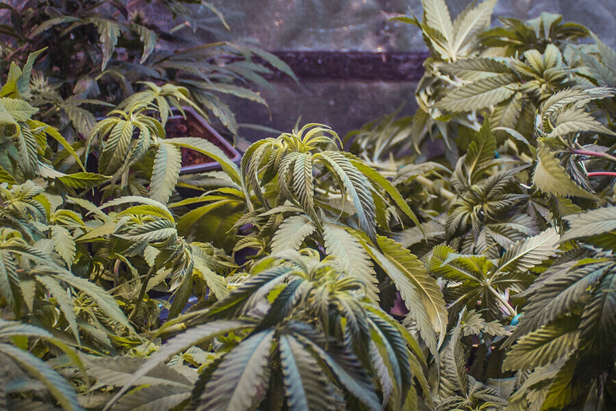 Warum kräuseln sich Cannabisblätter? Häufige Ursachen und Lösungen