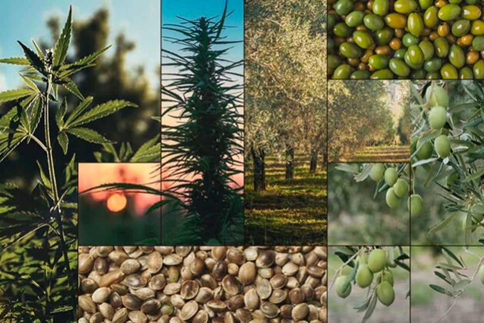 Hanfsamenöl vs. Olivenöl: Was Ist Der Unterschied?