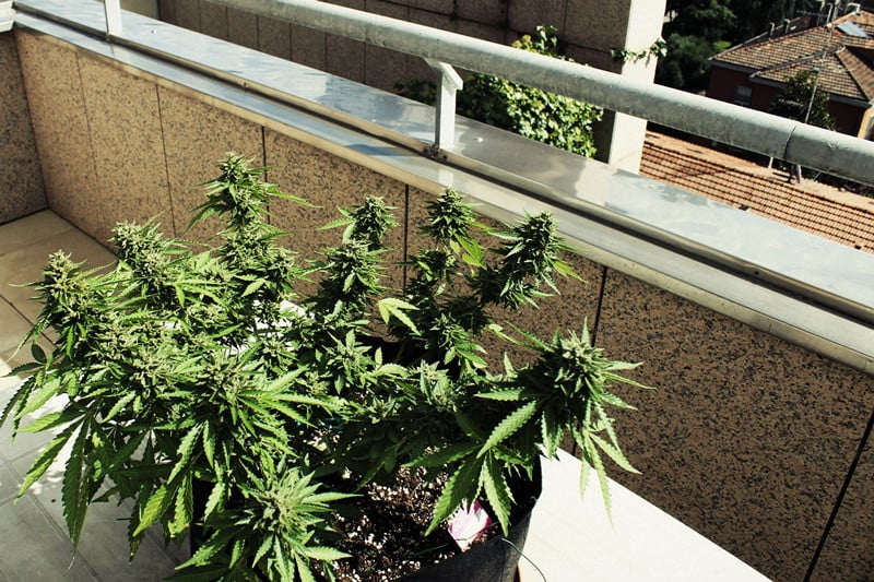 Wie man auf einem Balkon oder einer Terrasse tolles Cannabis anbaut