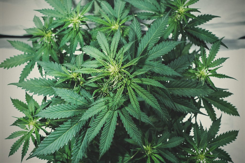 Cannabis-Blütebooster: Hilfreich oder Hype?