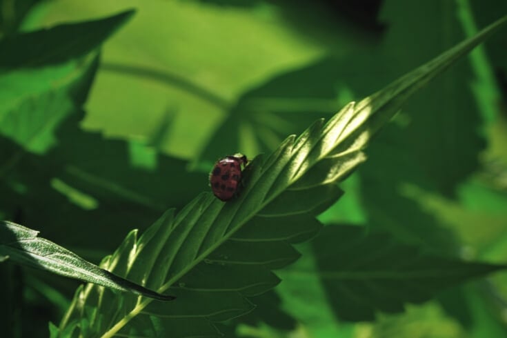 Wie man bei Cannabispflanzen biologische Schädlingsbekämpfung anwendet