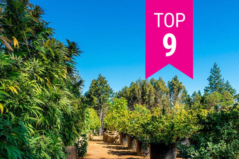 Die Top 9 kalifornischen Cannabissorten 2025
