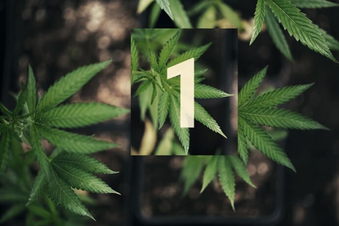 Autarker Cannabisanbau im Freien Teil 1: Erste Schritte