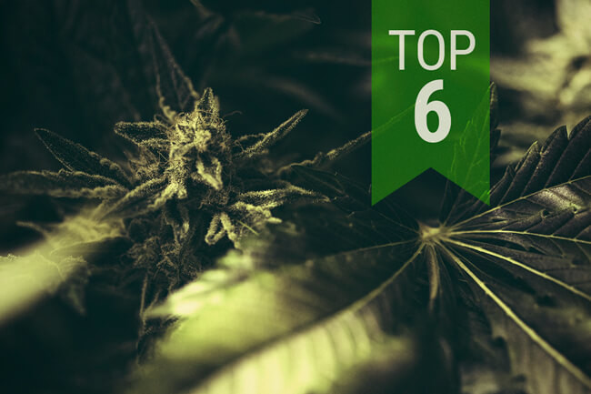 Die besten klassischen autoflowering Sorten im Jahr 2026