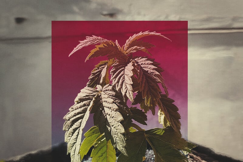 Langsam wachsende Cannabispflanzen und was Du dagegen tun kannst