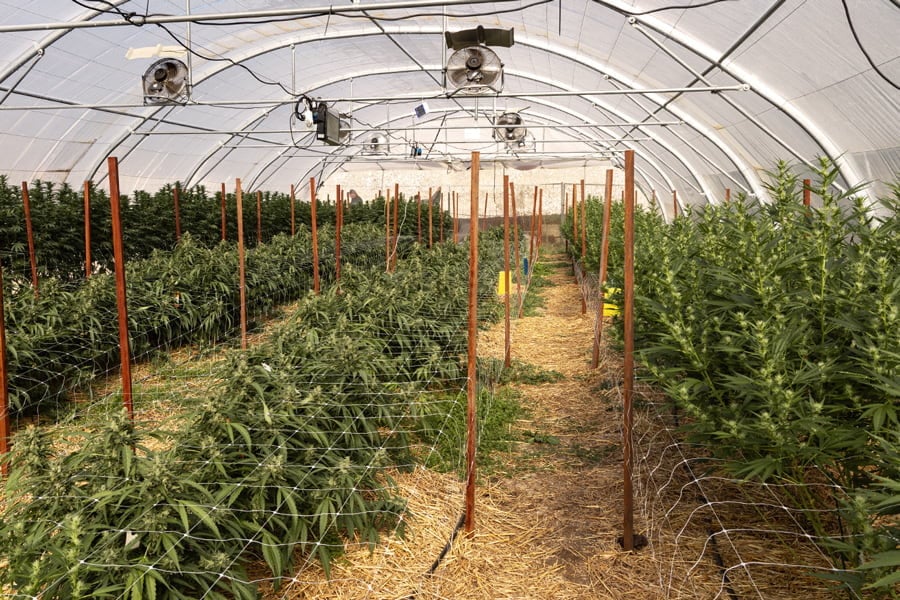 Ein Leitfaden für zusätzliche Beleuchtung im Gewächshaus