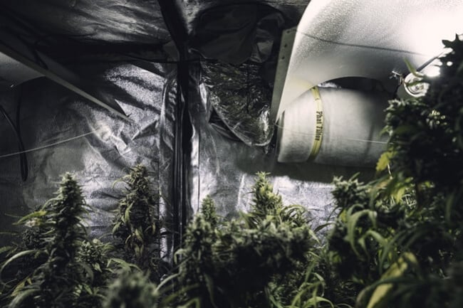 Die besten reflektierenden Materialien für Indoor-Cannabisanbauer