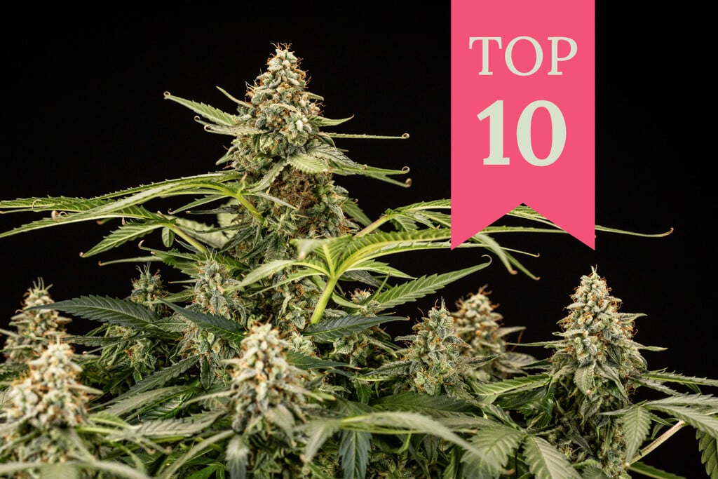 Top 10 Sorten, um diesen Sommer high und stoned zu sein