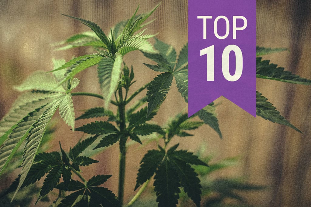 Die Top 10 Tipps Für Den Cannabisanbau: Antworten Auf Eure FAQs