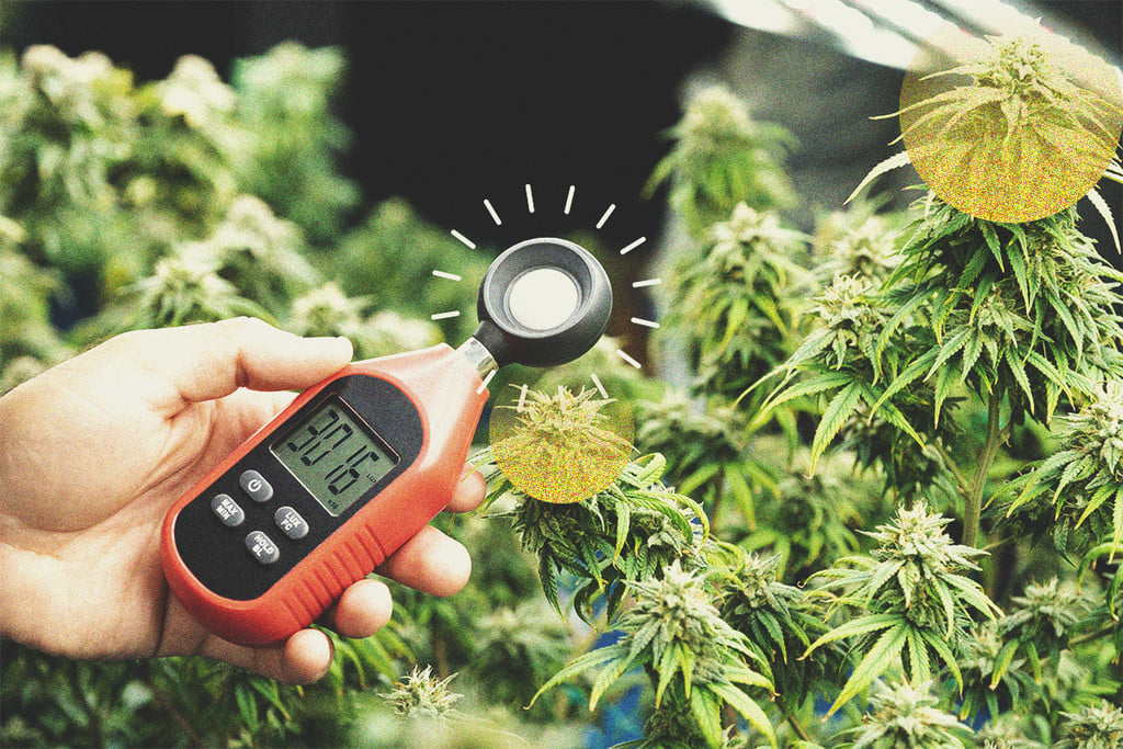 Wie man ein Luxmeter verwendet, um den Cannabisertrag zu steigern